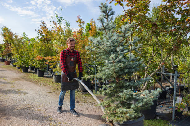 Best Tree Removal Near Me  in Beach, ND